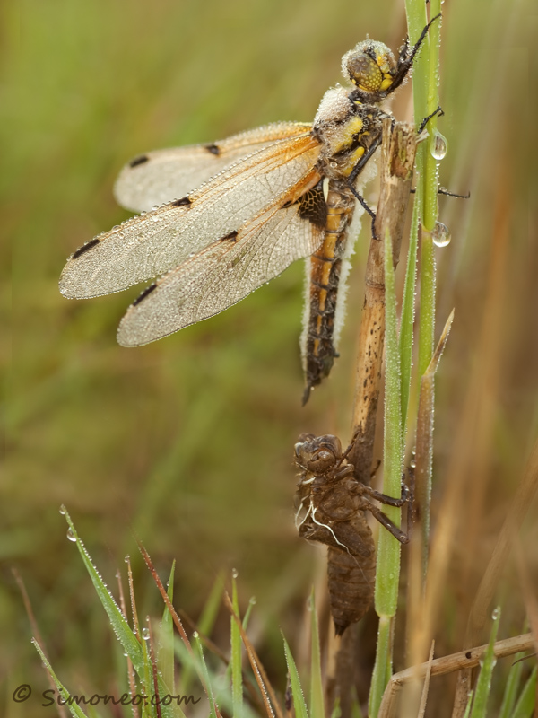 Newborn Four-spotted Chaser