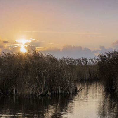Wind in the reeds