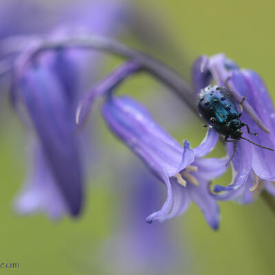Blue on blue. Angelastica alni
