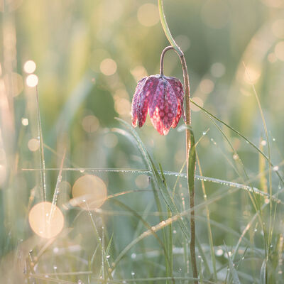 Temidden van dauwdruppels