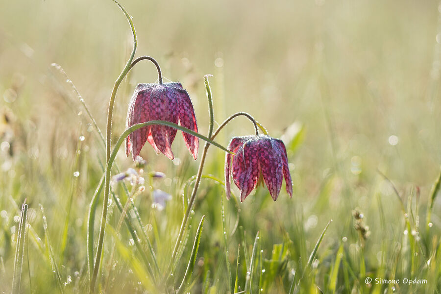 Kievitsbloemen in het bedauwde veld