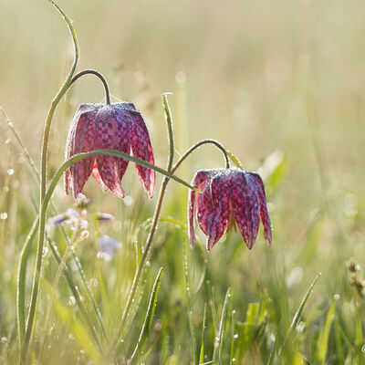 Kievitsbloemen in het bedauwde veld