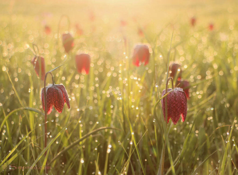 A field full of snake heads