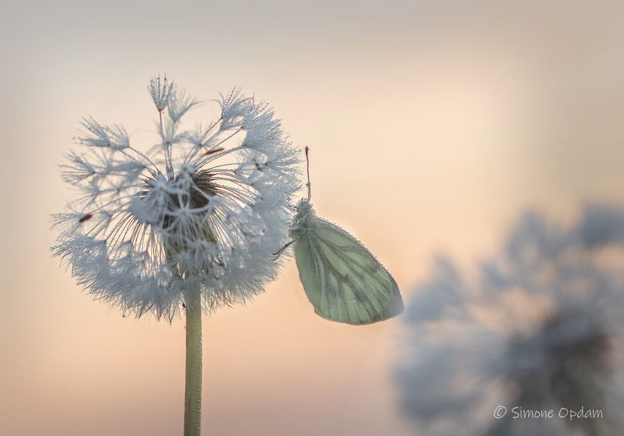 Wachtend op het morgenlicht