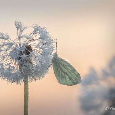 Wachtend op het morgenlicht