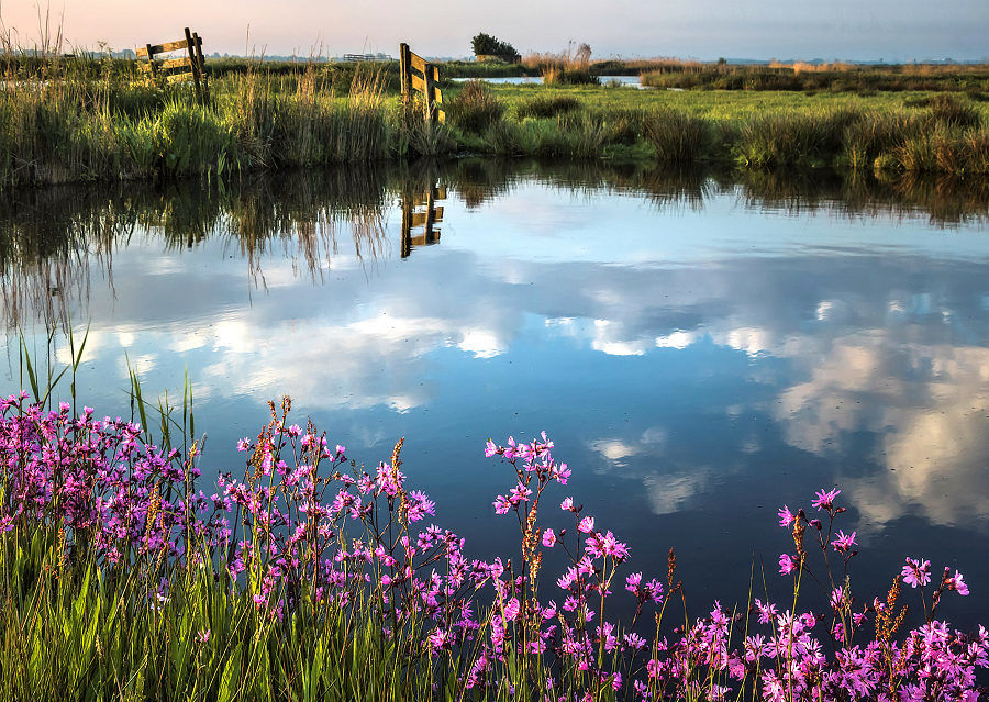 Koekoeksbloemen in mei, Waterland