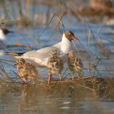 Kokmeeuw (croicocephalus ridibundus) met jongen