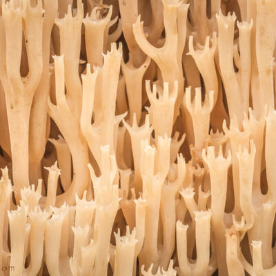 Fraaie koraalzwam (<em>ramaria formosa</em>/pink coral fungus)