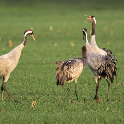 Vogels van geluk (grusgrus)