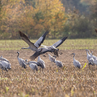 Kraanvogels in het stoppelveld