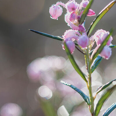 Lavendelheide (andromeda polifolia)