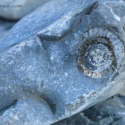 Fossiel @ Lavenock Point