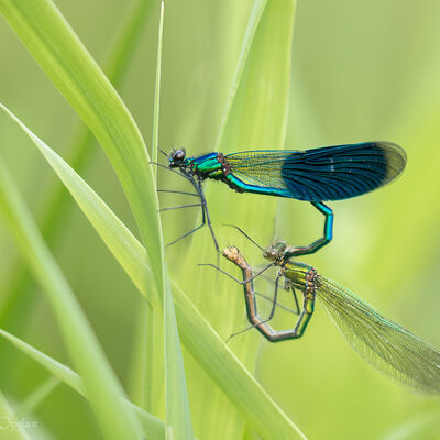 Paringswiel weidebeekjuffers