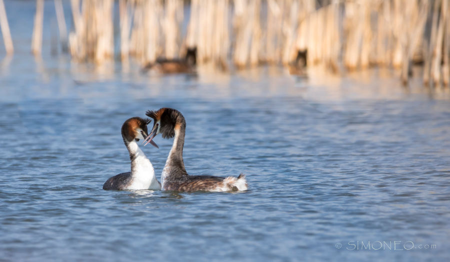 Let's Tango! Futenliefde