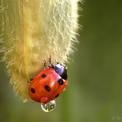 After the rain. Ladybird with droplet.