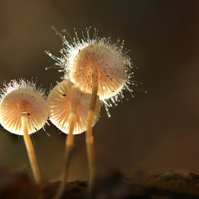 Magical mushroom (bonnets with bonnet mould fungus)