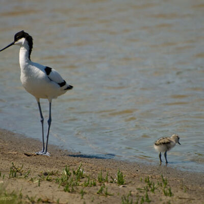 Avocet with chick