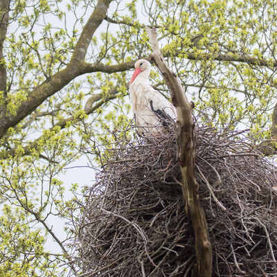 Ooievaarsnest