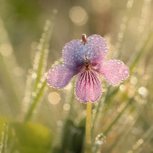 Marsh violet in dew