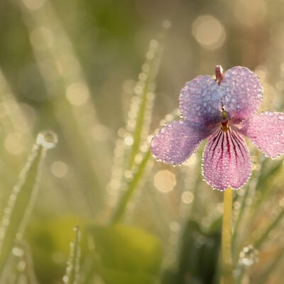 Marsh violet in dew