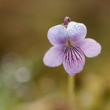 Marsh violet