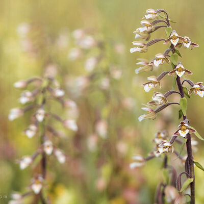 Groepje moeraswespenorchissen