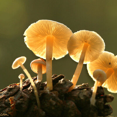 Beospora on pinecone