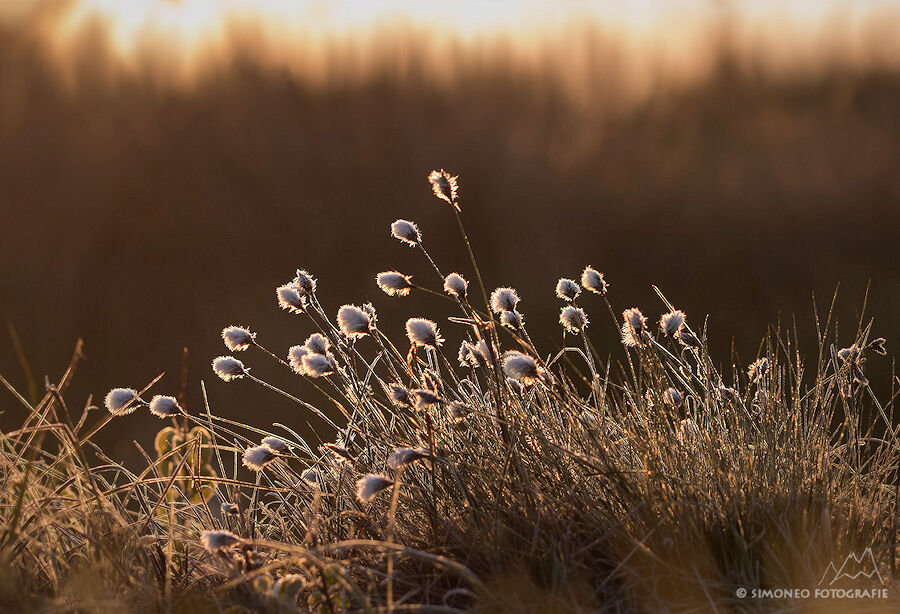 Wollegras in het gouden morgenlicht