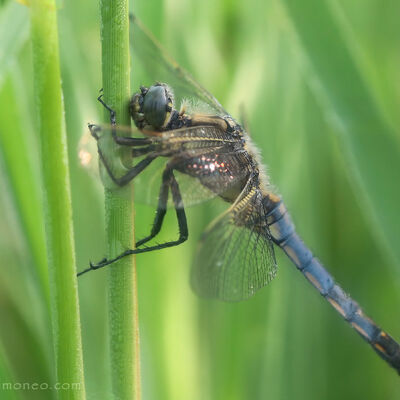 Black tailed skimmer (orthetrum cancellatum)