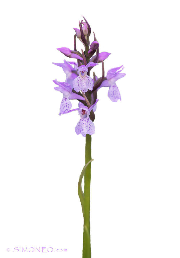 Gewone rietorchis (Dactylorhiza majalis subsp. praetermissa)