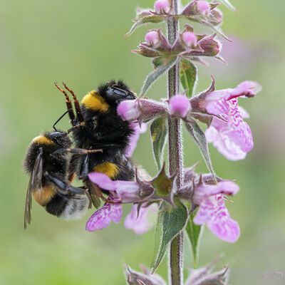Mating bumblebees on marsh woundwort