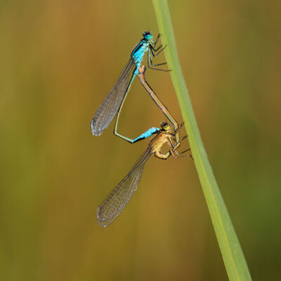 Mating damselflies