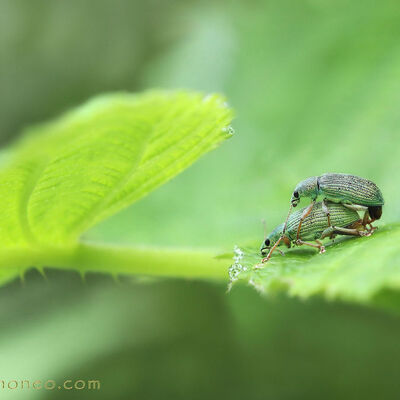 All green. phyllobius argentatus