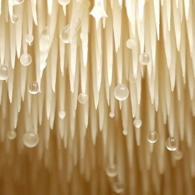 Lion's mane mushroom/pruikzwam