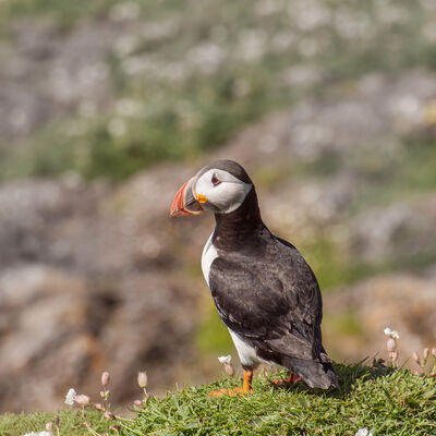Puffin