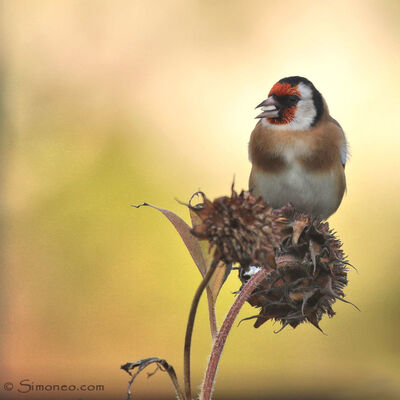 Goldfinch on an old sunflower