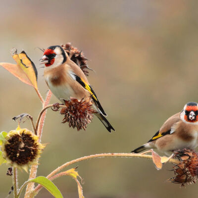 Goldfinches