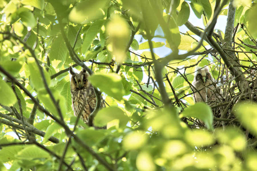 Owl