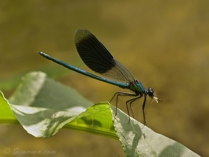 Caught ya! Banded demoiselle with prey