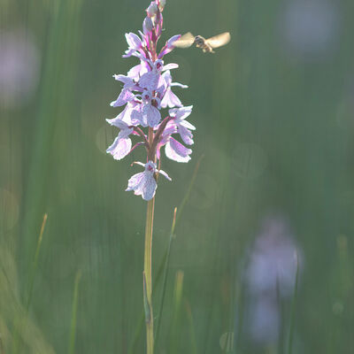Rietorchis krijgt bezoek