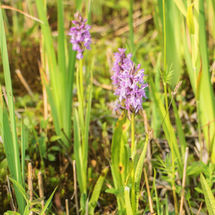 Rietorchis