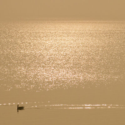 Liquid gold, ganzen op de Gouwzee