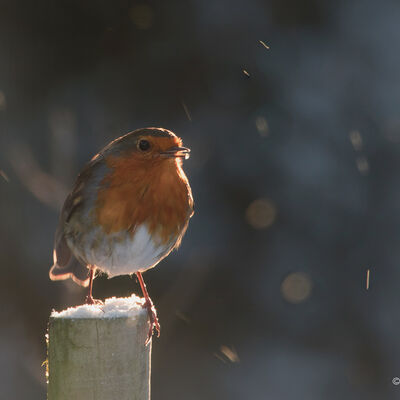 Roodborstje in de sneeuw