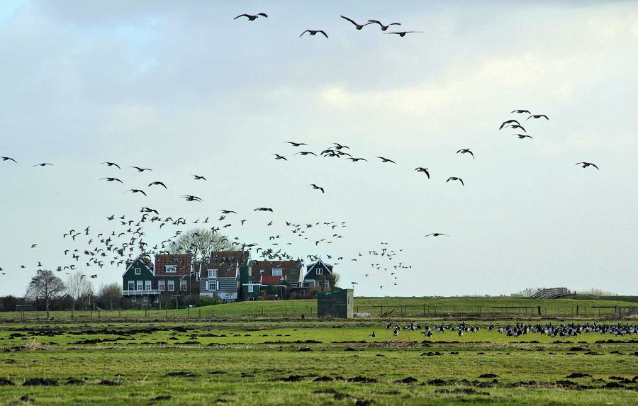Marken, vogelparadijs in Waterland