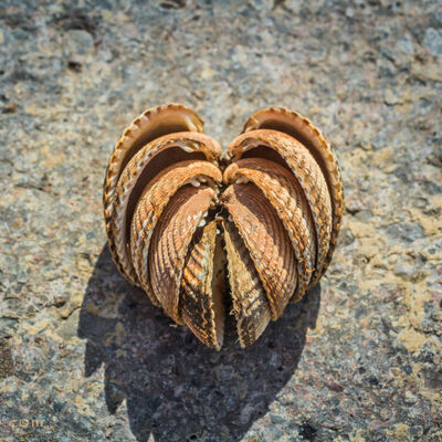 A heart made of seashells