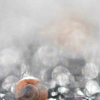 Schell among diamonds.