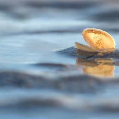 Summer: seashell in the waves