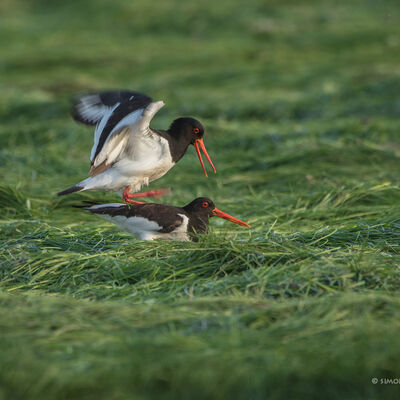 Paringsdans van de scholekster