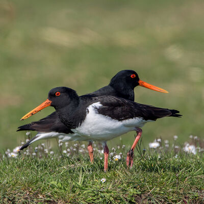 Put on your red shoes and dance the blues