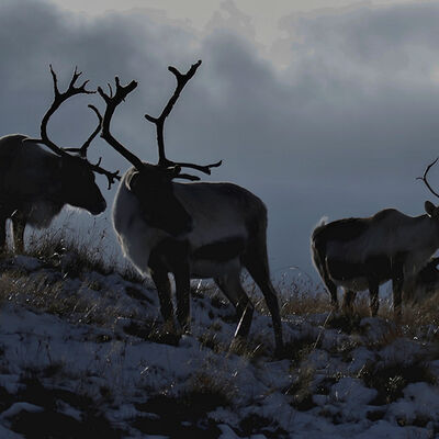 Rendieren bij het ontwaken van de dag